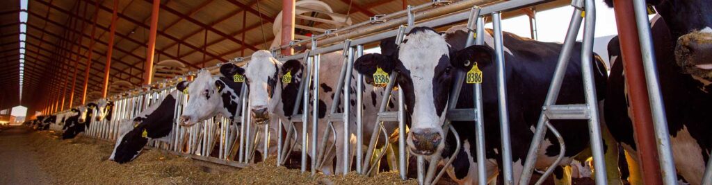 DairyBOS® | VES-Artex | Intelligent Barn Systems