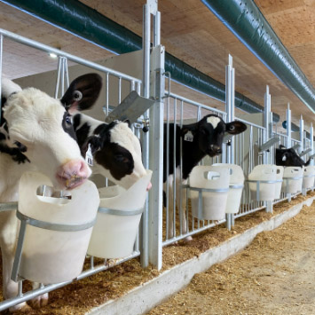 Protecting your calves is easy with pen systems that use divider walls, raised floor systems, and cooling controls.