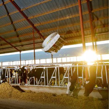 Five Dairy Ventilation Tips for Healthy and High-Producing Cows