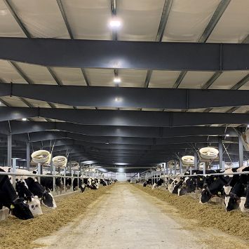 An automated Long Day Lighting solution can be a very cost effective way to produce consistent, high-quality milk.