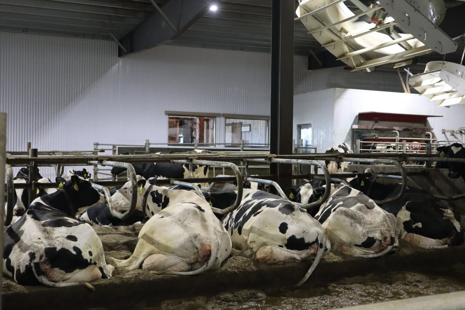 The Value of Ventilation in Your Dairy Barn - VES-Artex