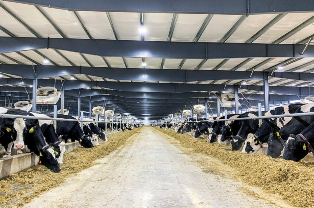Increase Early Lactation Milk Production with Short-Day Lighting During the Dry Period