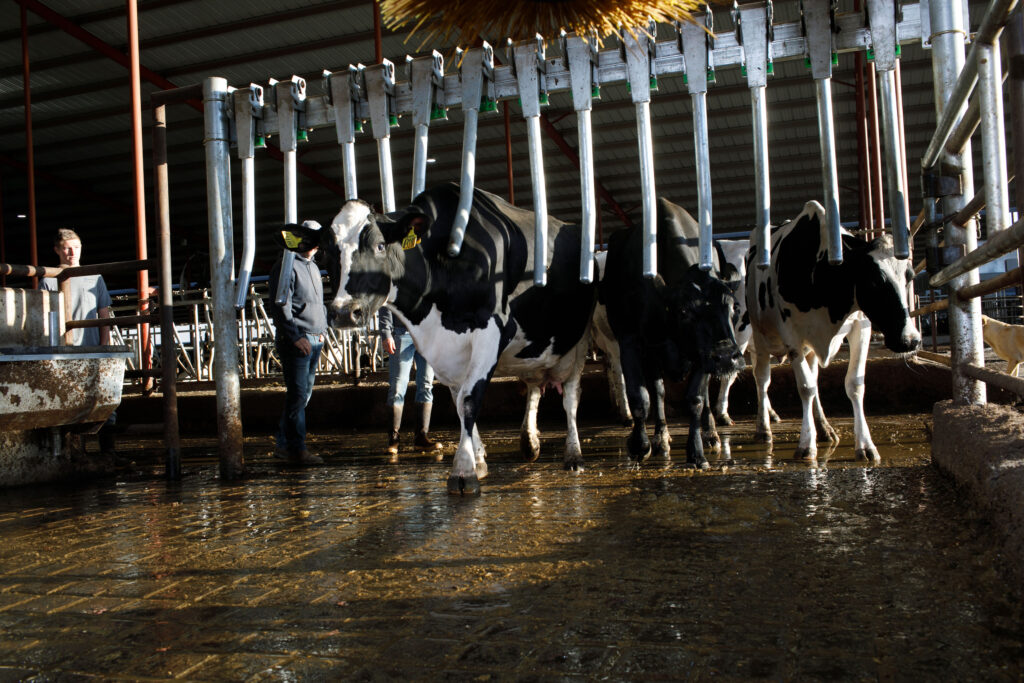 Harmony in Motion: The Benefits of Designing an Effective Cow Flow System
