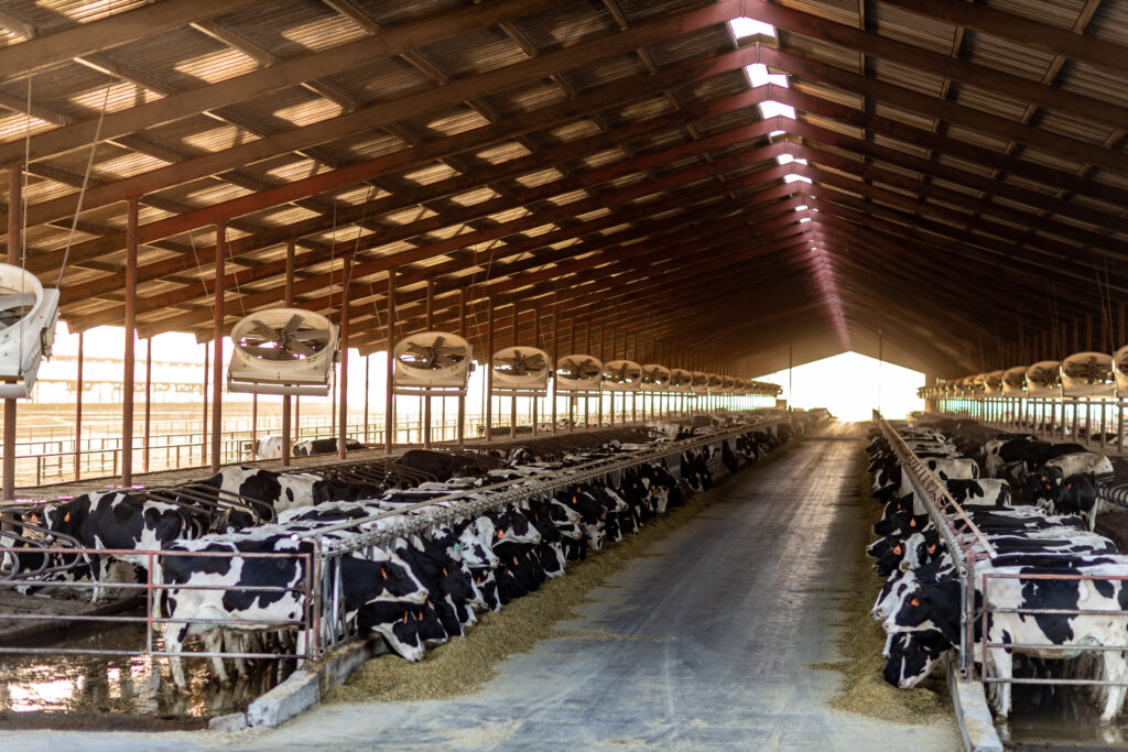 fans for dairy farm