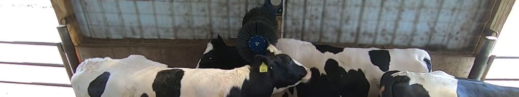 Powered Cow Brush