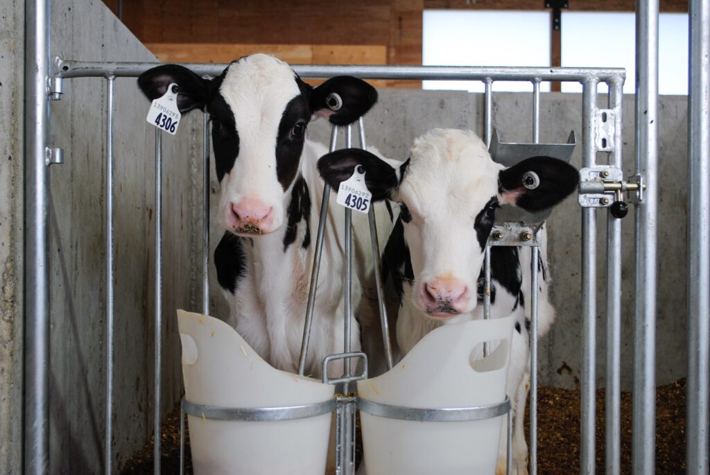 dairy calves