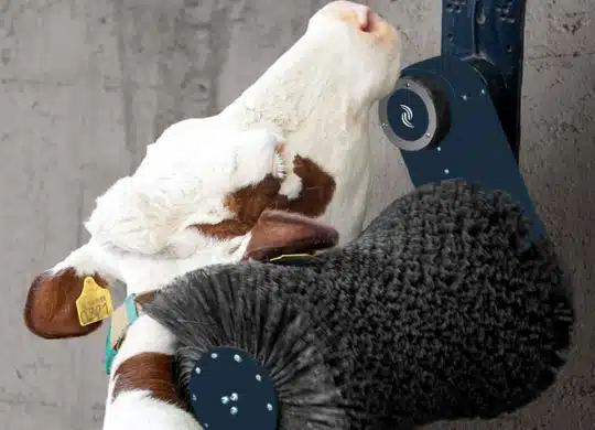 Mighty Moo Cow Brush in Action