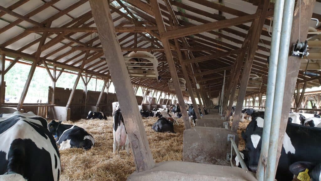 ECV Fan in dairy barn
