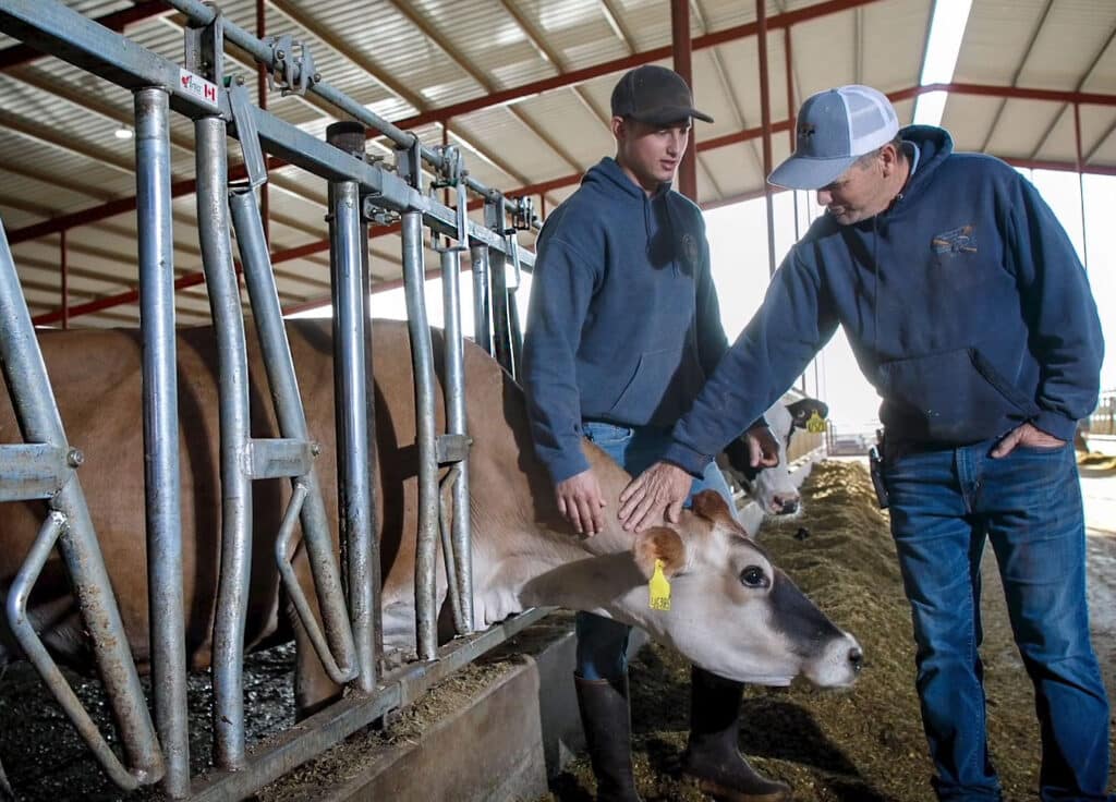 Why Headlocks in Dairy Cattle Management